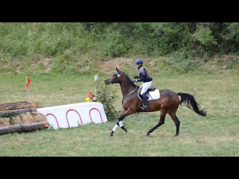 Delphine, 4 j. DSP Stute v. Decurio / Wanderfürst - Eignungsprüf.