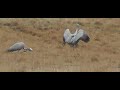 Blue Cranes Courting Dance on Birding Planet (HD)