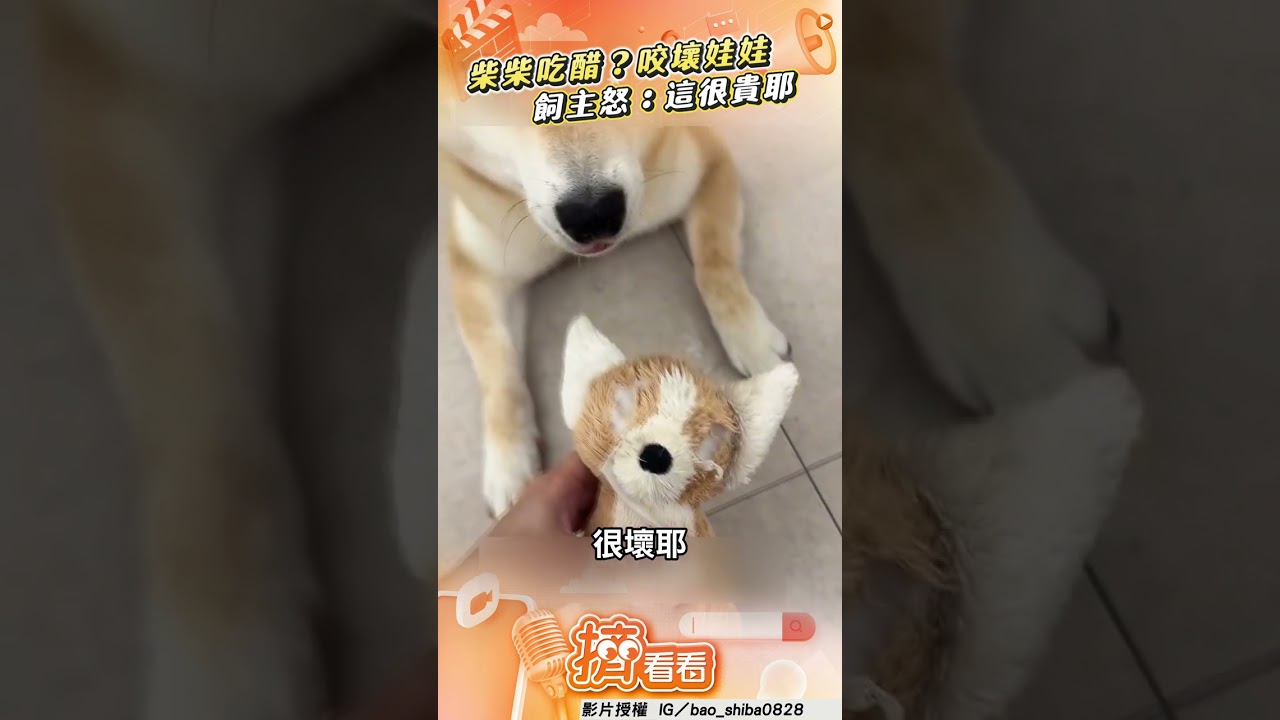 影音／柴柴吃醋？咬壞絨毛娃娃　飼主怒：這很貴耶