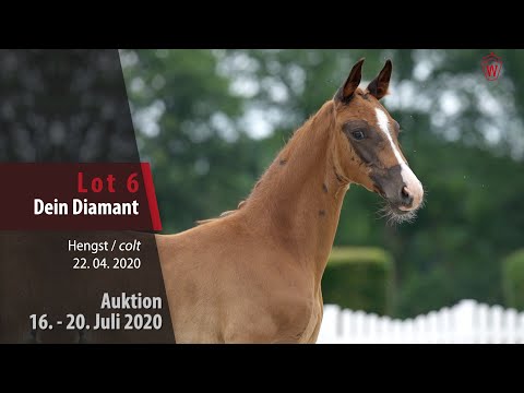 Westf. Online Auktion 16. - 20. Juli: Lot 6 Dein Diamant Hengst v. Diamond Deluxe - Sir Fidergold