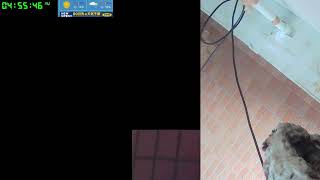 【ツバメさんSwallow】202308-09電線空配信だったけどカメラおかしくてだめでございます´・ω・｀)Wild birds