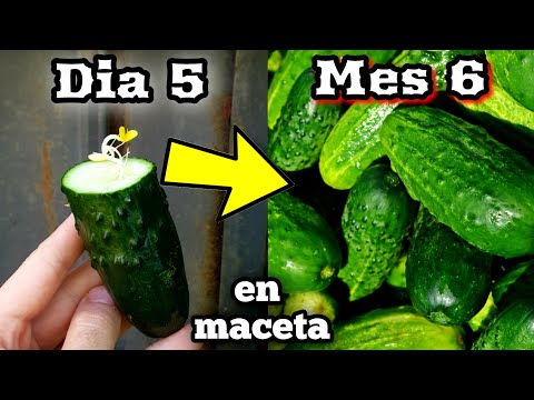 , title : '🥒 DECENAS de PEPINOS en MACETA ! (Como Sembrar y plantar pepinos) Germinar y su Cultivo'