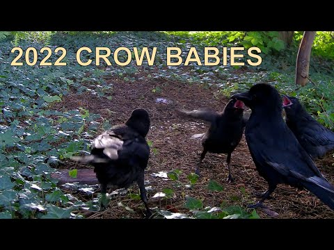 Our 2022 crow babies  (Corvus Corone - Carrion Crow / Aaskrähe / Krage)