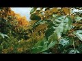 Rain Sound Rainy Day Rain Status Rain Scenery Natural Rain Voice Nature Rian Barish