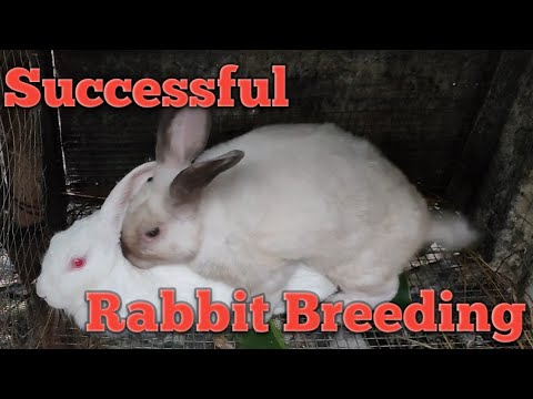 YouTube video about: How many teats does a rabbit have?