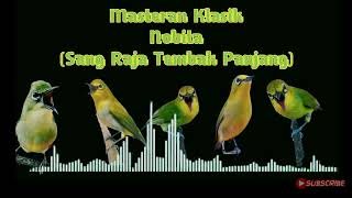 Download lagu Masteran Pleci Nobita mp3 Download lagu Masteran Pleci Nobita mp3