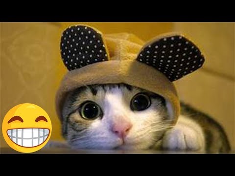 Super Funny 😂 Cats 😺Videos - Cute Cats Complications 2019