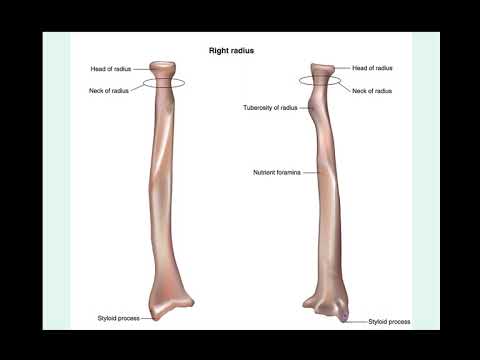 NAU Bio 201 Lab 6 – Appendicular Skeleton