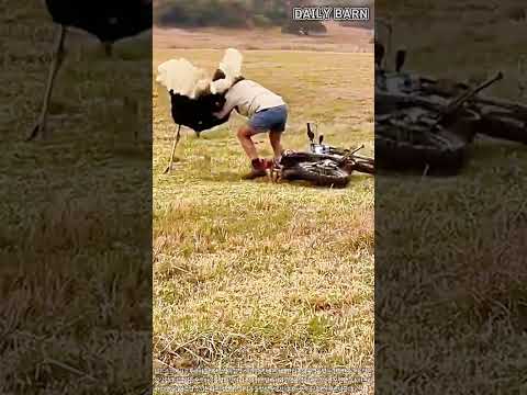 내 오토바이 내놔! 바이크 탈취 시도하는 역대급 타조 #worker #process #funny #ostrich #crazy #farming #livestock