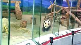 preview picture of video 'TAIPEI ZOO -SELFIE-VIDEO with a cute PANDA by: DINA INDIANA CABILIC :P ☺♥♥♥☺'