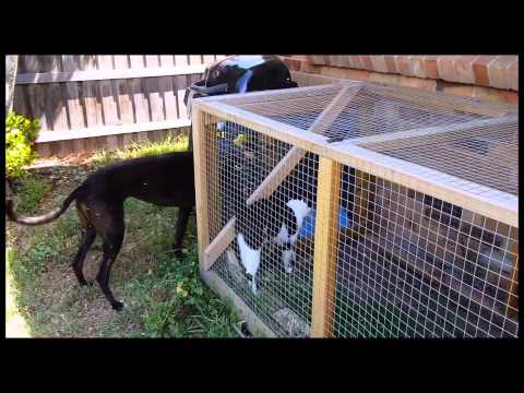 Foster greyhound - first cat test