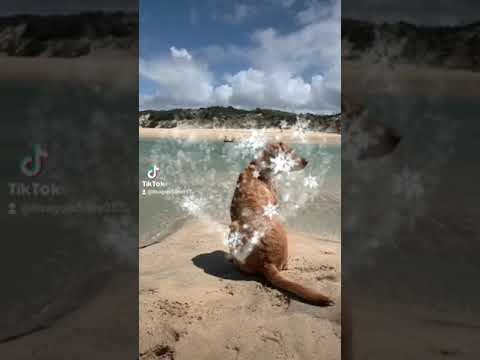 ความซื่อสัตย์