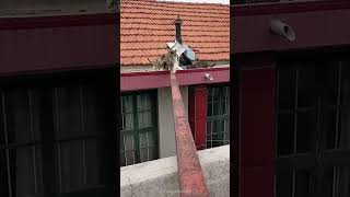 Download lagu Part 41  #funny #cat#SatisfyingVide mp3