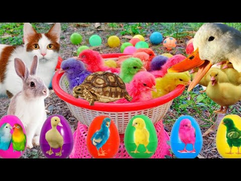 Catch Cute Chickens, Colorful Chickens, Rainbow Chicken, Rabbits, Cute Cats,Ducks,Animals Cute #71