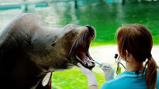 Una foca en un zoo húngaro se cepilla los dientes