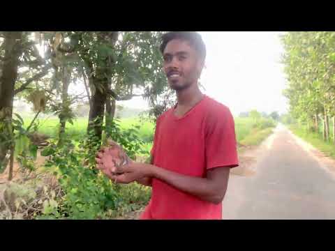 #viralvideo #youtubeshorts #funny #funnyvideo #trendingvideo #trending #dogs