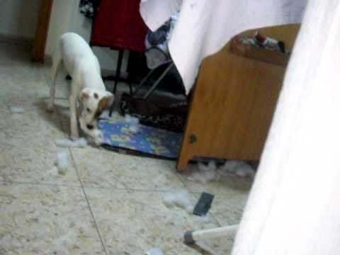 Ninette, la desequilibrada