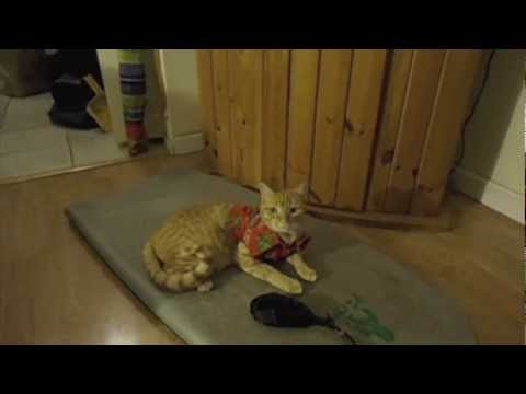 download lagu mp3 mp4 Skinny Aloha, download mp3 Skinny Aloha free download mp3, download mp3 Skinny Aloha