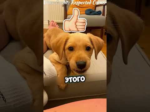 Он ждал несколько часов, пока вылупится яйцо акулы… А потом оно треснуло! 🦈😳