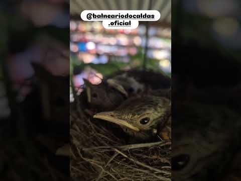 Balneário do Caldas Barbalha-CE