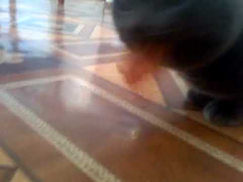 кошак и сухожилие/ cat and tendon