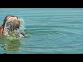 Close Up On Two Hippos Coming Out Of The Water With Their Mouths Open