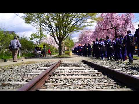 日中線記念自転車歩行者道のしだれ桜（喜多方市）