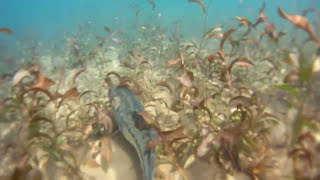 preview picture of video '(HD) Round Valley NJ Freediving (loads of fish)'