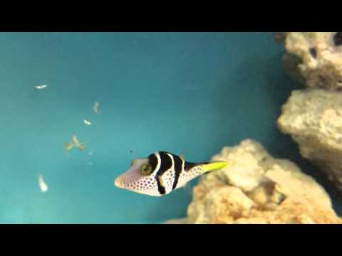 Valentini Puffer Eating Lunch!