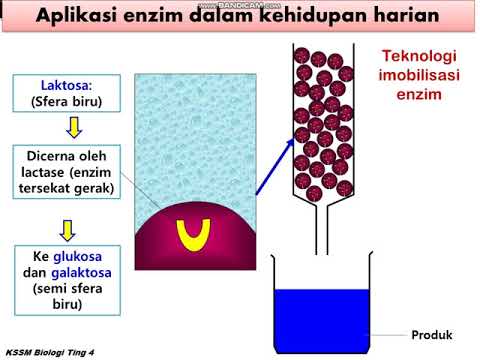 BIOLOGI TINGKATAN 4 : APLIKASI ENZIM DALAM KEHIDUPAN HARIAN