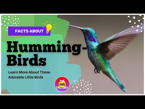 Hummingbirds 101: Fascinating Facts About Hummingbirds