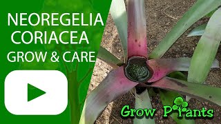 Neoregelia coriacea – grow & care (Beautiful leaves)