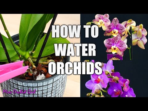 Orchid Care for Beginners - How to water Phalaenopsis Orchids