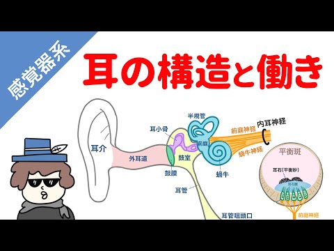環境エンリッチメント (神経システム)について詳しく解説