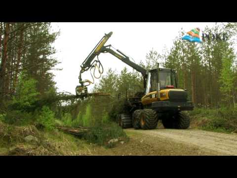 Kokopuun korjuu, osa 2