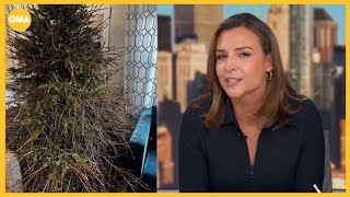 Mary Bruce's Christmas tree fail