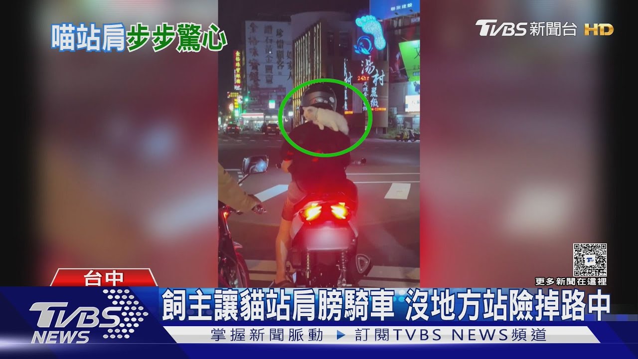 騎車短腿貓站背上險摔　飼主遭勸仍不改善
