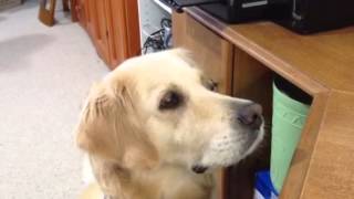 She gets emotional listening to a friend's recording of her puppy crying
