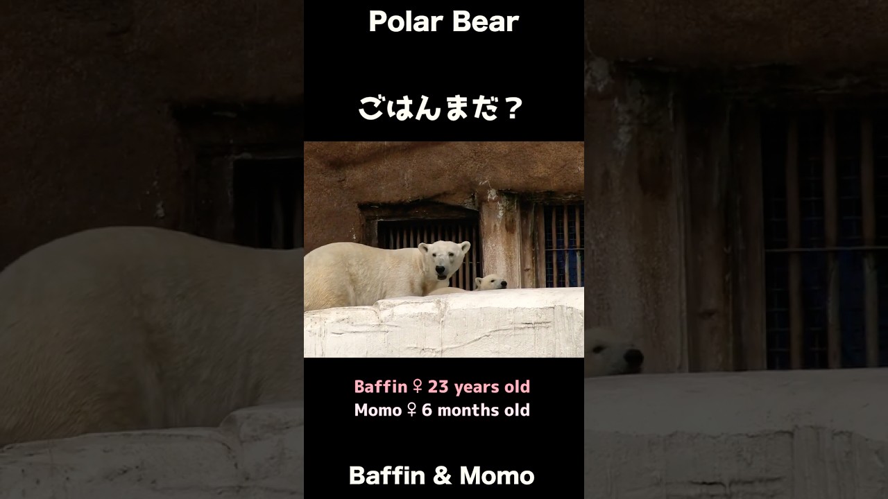 ごはんまだ？鳴き出すこぐまモモ #ホッキョクグマ #polarbear #shorts