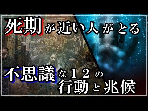 蝶の体はどのように見えますか?