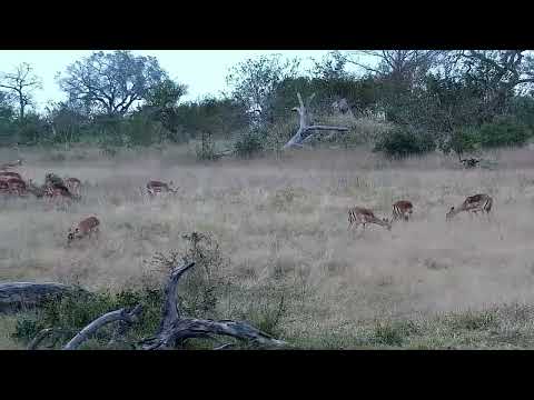 Djuma: Impalas grazing - 14:21 - 07/21/2022