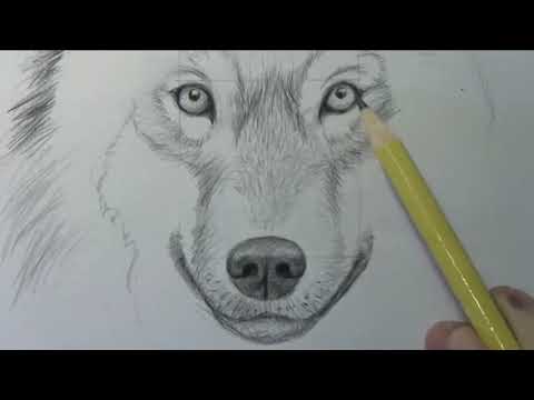 Hướng dẫn vẽ chú Chó sói - How to Draw a Wolf Narrated