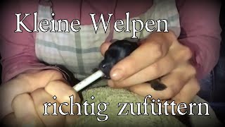 Bolonka Zwetna Züchter - Wie füttere ich einen kleinen Welpen richtig 