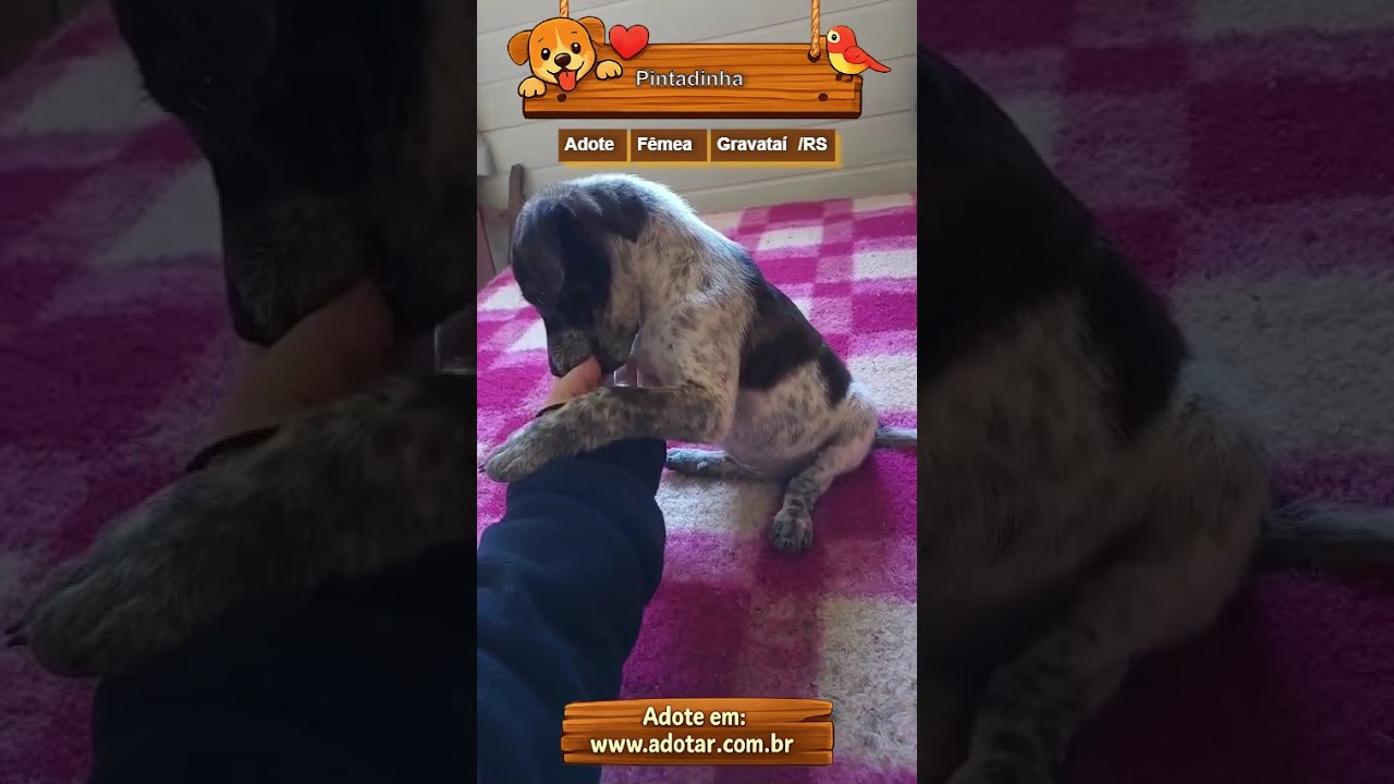 Cachorro raça SRD-ViraLata idade 2 a 6 meses nome Pintadinha
