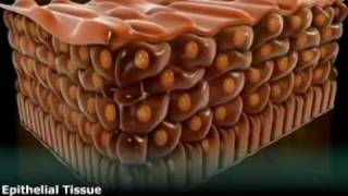 Class XI, Biology, Epithelial Tissue
