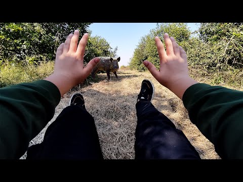 WILD BOAR ATTACK AND MY ESCAPE
