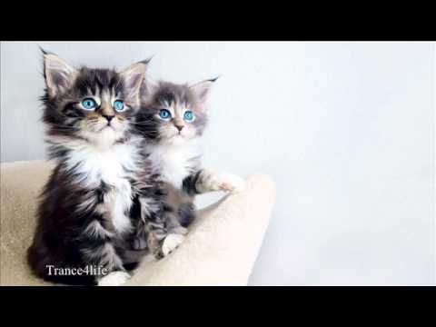 Adiva Ft Vicky Fee - How Does It Feel (Stoneface & Terminal Vocal Mix)