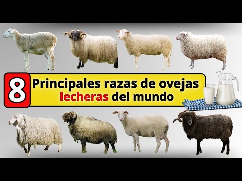 , title : 'Las 8 Mejores razas de ovejas lecheras del mundo: Razas Ovinas'