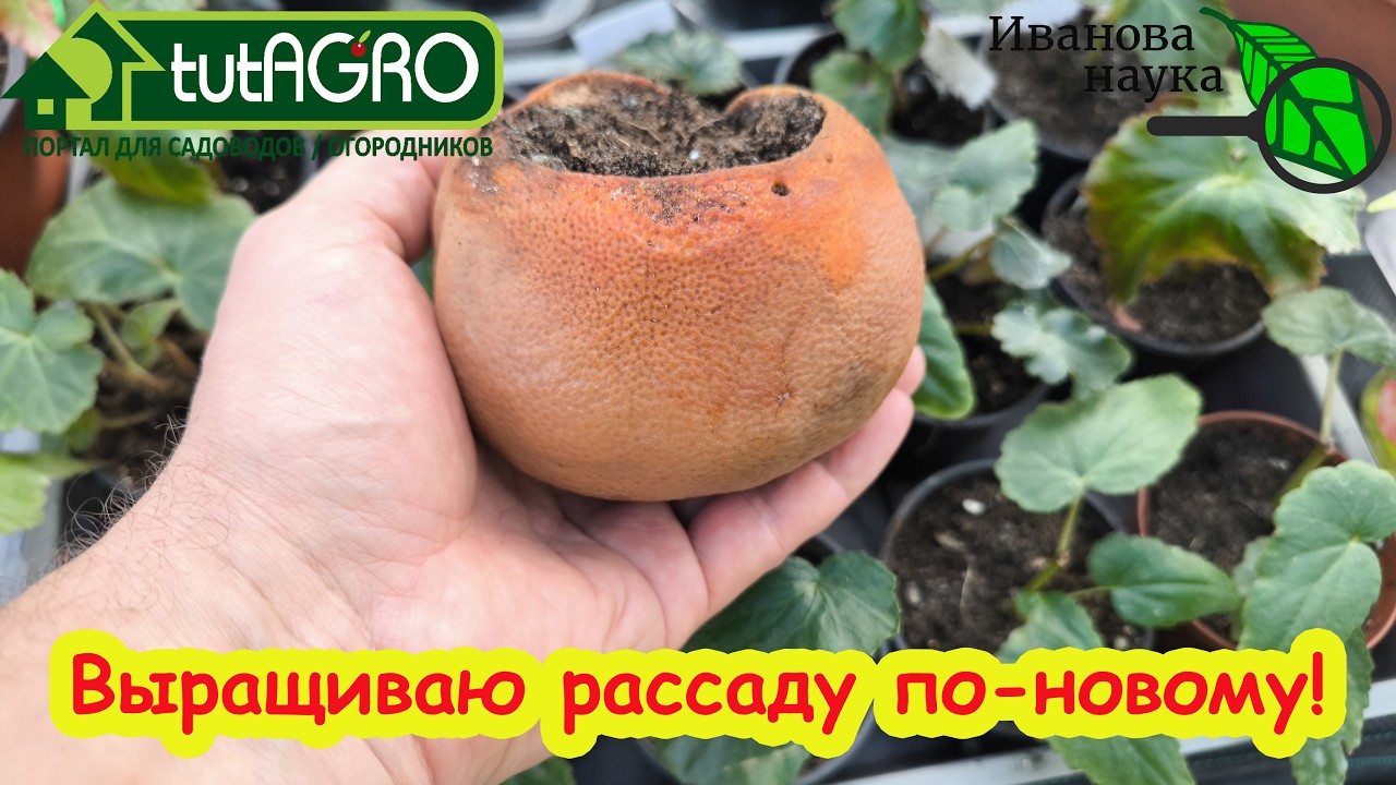 Проверил интернетный способ посева на рассаду: ШОК-РЕЗУЛЬТАТ! Лайфхак или ла