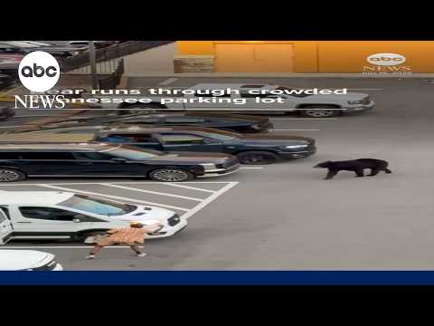Bear runs through crowded Tennessee parking lot